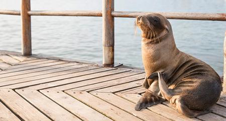 Cruise Galapagos - Northern and Central Islands