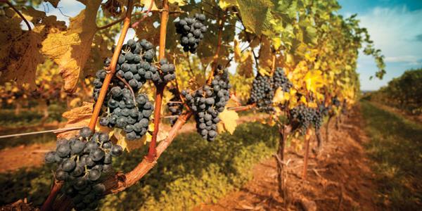 The vinyards of Napa Valley