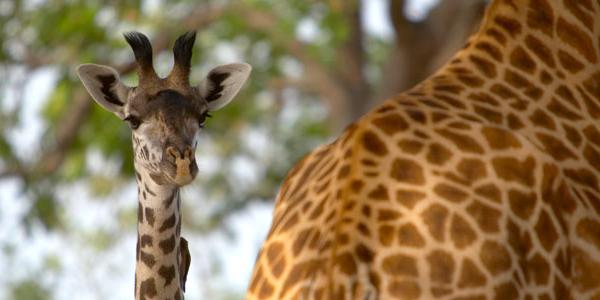 Young giraffe in Zambia.