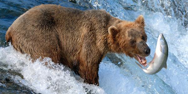 Grizzly bear catching salmon
