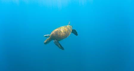Voyage Galapagos - 6 Day, g3, South Islands