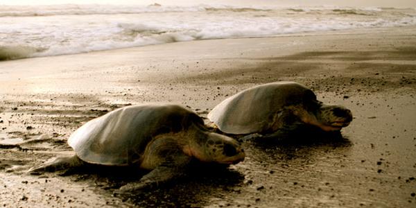 Thousands of giant turtles come ashore during nesting season