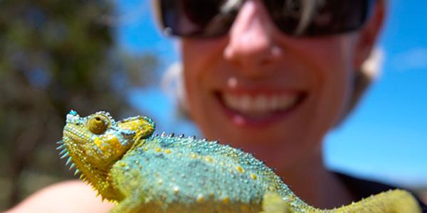 Closeup of a chameleon in Kenya.
