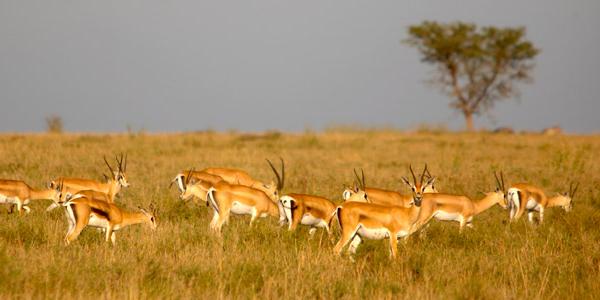 Herd of gazelles on the plains of Tanzania.