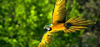 Amazon To The Andes & Galapagos, North Islands
