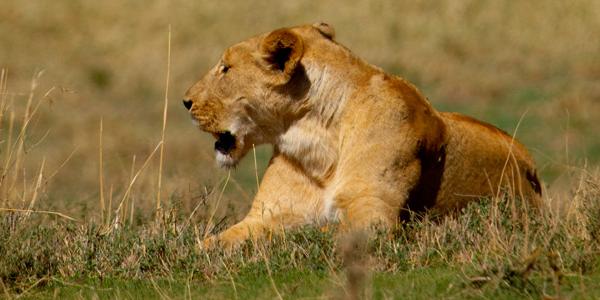 A resting lion.