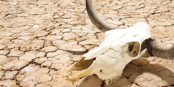 A skull in the desert of Death Valley