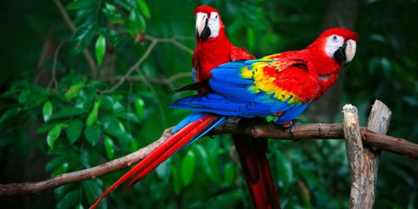 The Amazon in Peru is home to many species of wildlife.