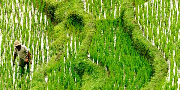 Thailand Rice Field