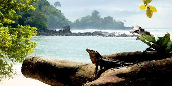 A sunbathing iguana!