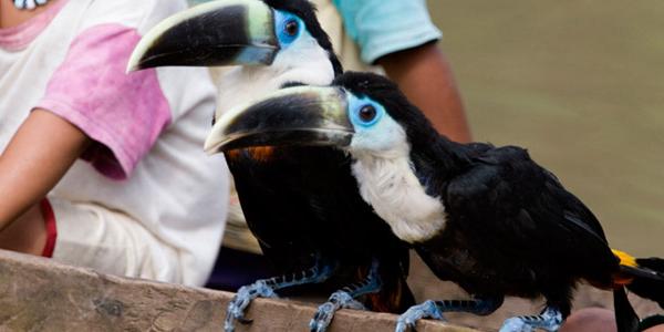 Exotic birds in the Amazon