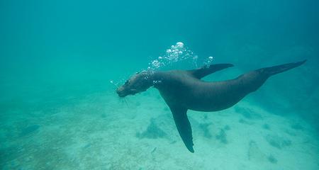 Explore Galapagos - Western and Central Islands