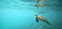 Explore Galapagos - Central and East