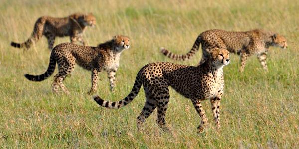A coalition of cheetahs hunting.