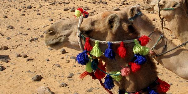 Camel with vibrant headdress.