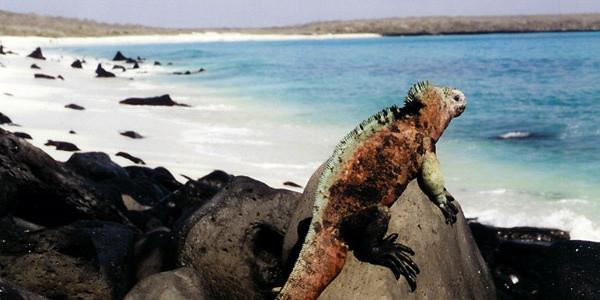 Lizard perched on a rock by a beach in the Galapagos