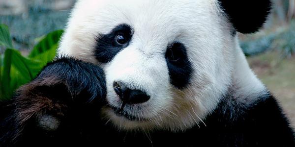 Panda in China