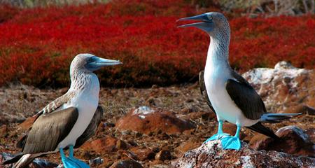 Discover Galapagos - Southern and East Islands