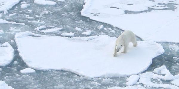 Polar bear on ice.