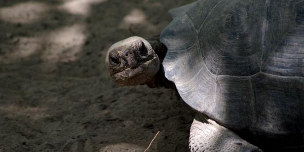 Close up of turtle in Galapagos