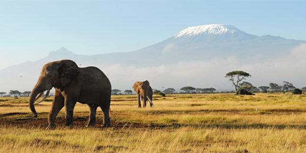 Elephants wandering in the shadow of Mt. Kilimanjaro.