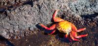 Voyage Galapagos - Northern and Central Islands