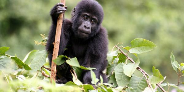 Gorilla with stick
