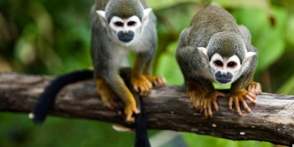 Two monkeys on a branch in the Amazon