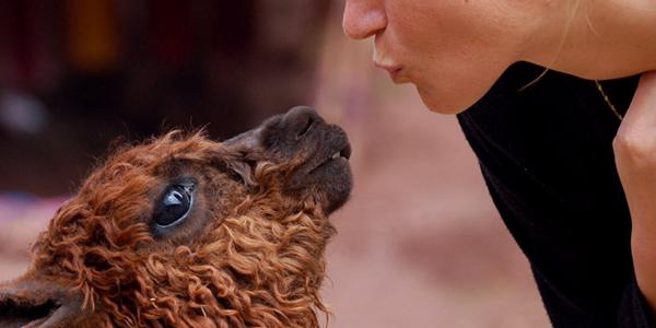 A baby al paca greeting a woman!