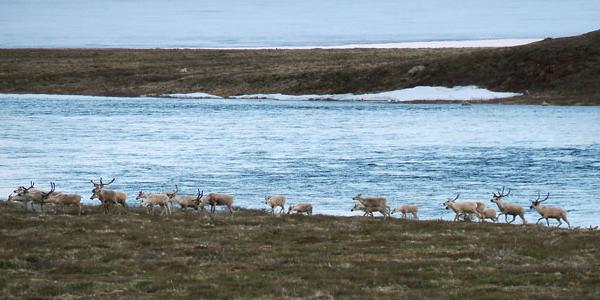 Reindeer graze by the coast