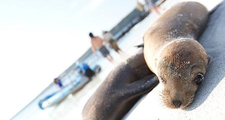Explore Galapagos - Western and Central Islands
