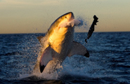 Shark Week