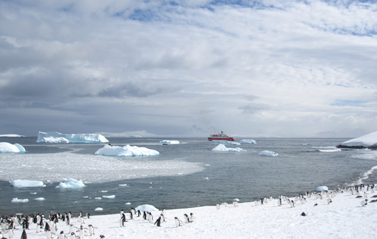 external image antarctica-penguins-expedition_1.jpg