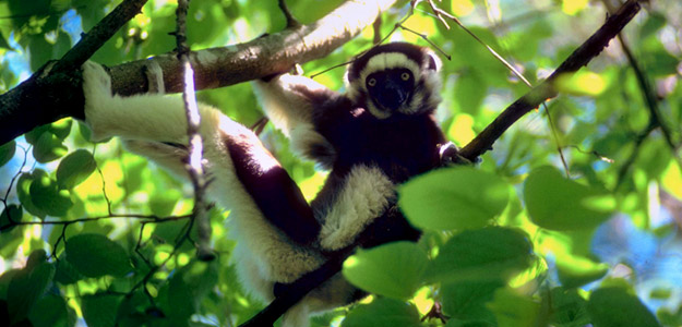 lemur