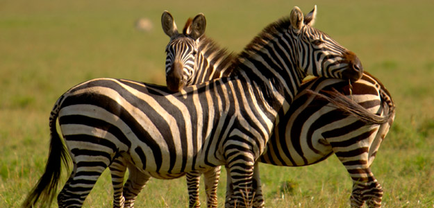 serengeti giraffes