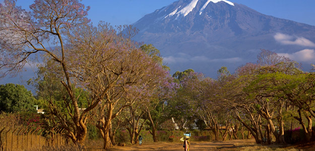 kilimanjaro landscape