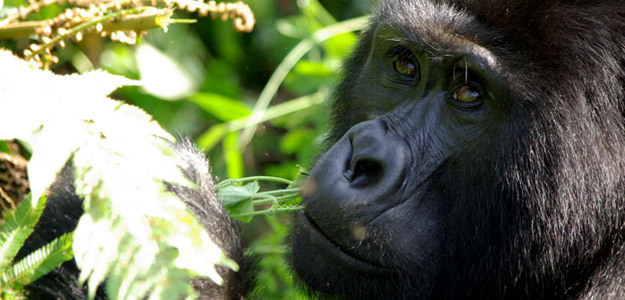 gorilla