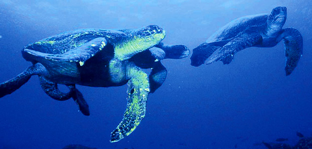 Discover Darwin's Playground, Explore the Galapagos