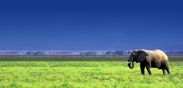 Experience the real Africa