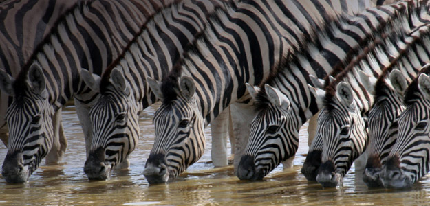 Botswana Travel and Safari Guide