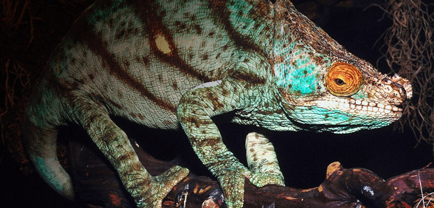 Madagascar Travel and Destination Guide
