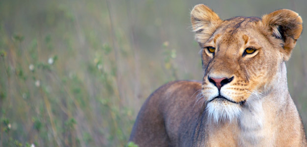 Tanzania Travel and Safari Guide