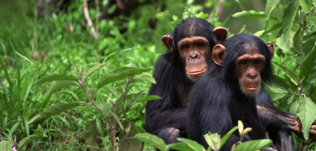 Uganda Travel and Destination Guide