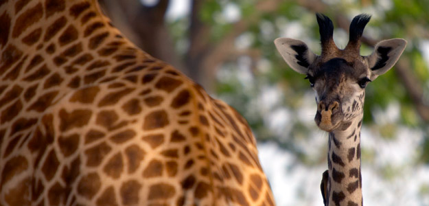 Zambia Travel and Destination Guide