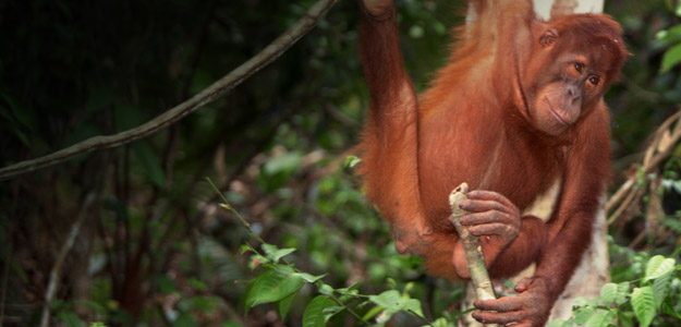 Borneo Travel and Adventure Guide