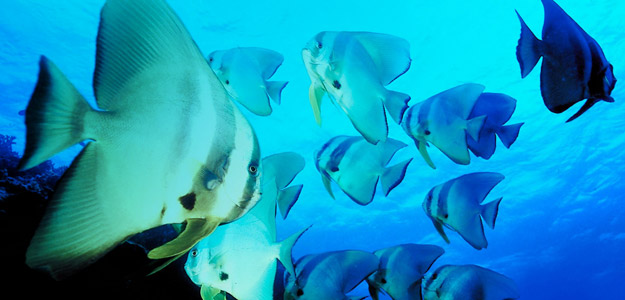 Maldives Travel and Destination Guide