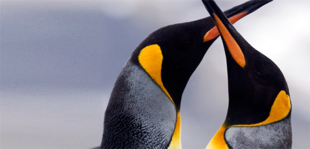 Antarctica Travel and Cruise Guide