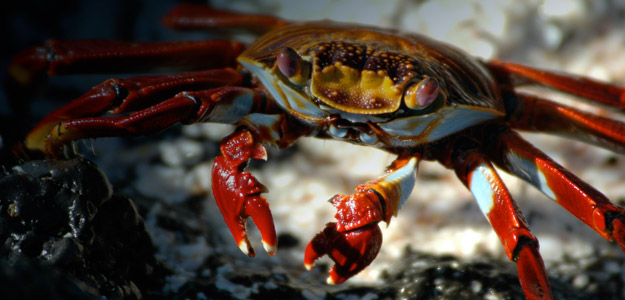 Galapagos Travel and Destination Guide