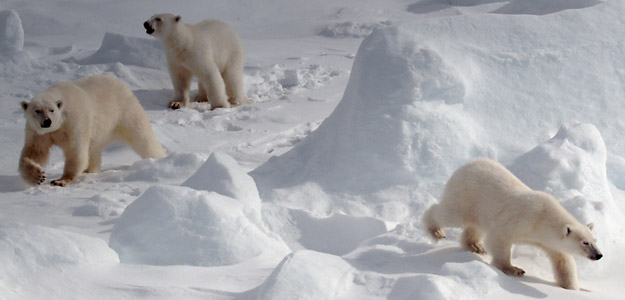 Arctic Travel and Destination Guide