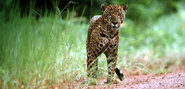 Guyana Travel and Destination Guide